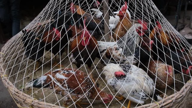 Indian breed hens and cocks are confined in a net for sale in the street market. Indian bird and market.