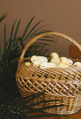 Group newborn chickens sitting in basket.
