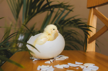 Newborn chicken in an ostrich's shell.