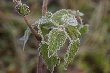 autumn landscape in the forest is covered with fog