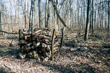 heap of pine tree trunk in a forest. Pile of wood logs on the edge of the forest for campfire