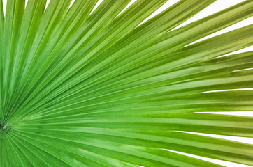 Obraz premium Beautiful green pattern of sugar palm leaf