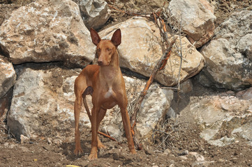 Canarian Podenco warren hound spanish purebred dog in the field
