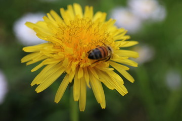 Pszczoła mlecz bee © Perovskia