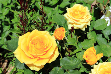 flowers in the spring garden