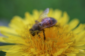 Pszczoła mlecz bee © Perovskia