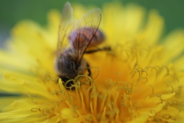 Pszczoła mlecz bee - obrazy, fototapety, plakaty