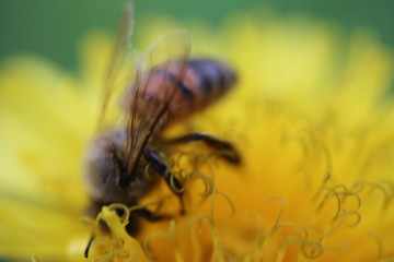 Pszczoła mlecz bee - obrazy, fototapety, plakaty