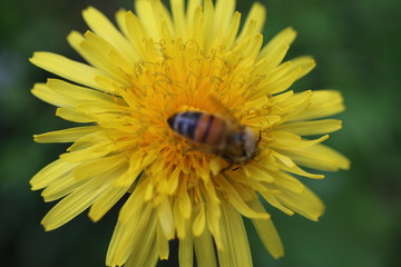 Pszczoła mlecz bee © Perovskia