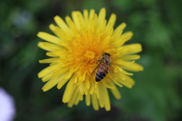 Pszczoła mlecz bee © Perovskia