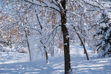 Beautiful winter park with trees covered with snow after snowfall in sunny day. Winter landscape.