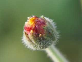 macro small red flower bud with young thorns