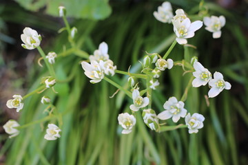 Śniedek baldaszkowaty Ornithogalum umbellatum
