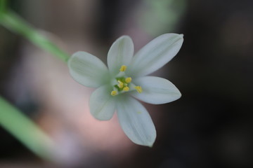 Śniedek baldaszkowaty Ornithogalum umbellatum