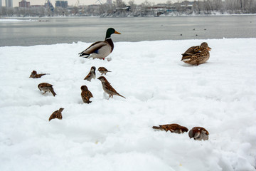 Ducks rest on the snow Bank