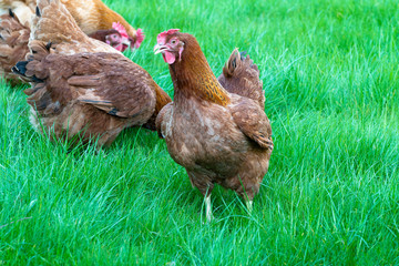 Motley hens on green grass