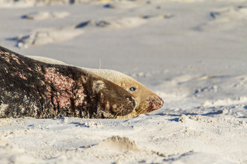 Kegelrobbe (Halichoerus grypus) auf Helgoland, Deutschland