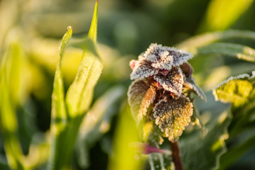 Red dead nettle - Lamium purpureum, covered with morning frost 
