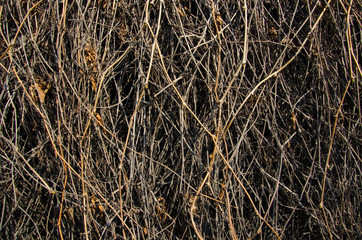 close up of  grape vine