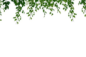 green leaf isolated on white background with copy space