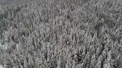Beautiful view over frozen winter forest