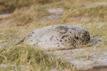 Kegelrobben (Halichoerus grypus) auf Helogland, Deutschland