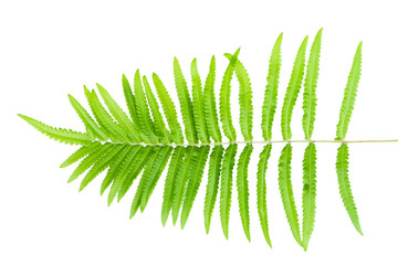 Fern leaf on a white background