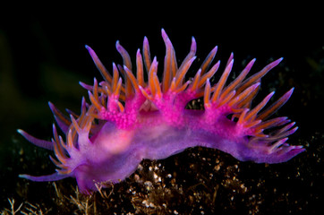 nudibranco mediterraneo lumaca di mare © giorgiocavallaro
