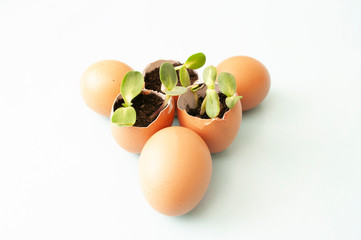 Green fresh sprouts planting in eggshells, Gardening at home, recycling waste.