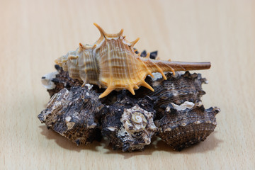 
A variety of shells from the seas, rivers, lakes and oceans. For collectors from many beaches of the world on a light wooden background.