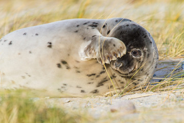 Obraz premium Kegelrobben (Halichoerus grypus) auf Helogland, Deutschland