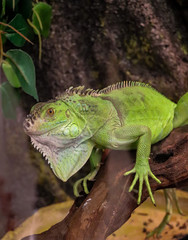 iguana on a tree