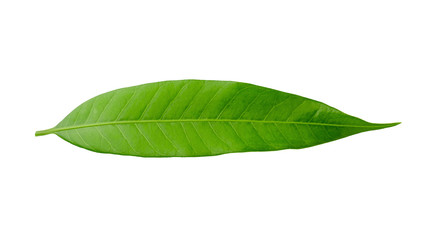 Mango leaf isolated on a white background