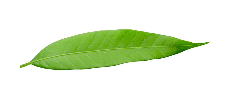 Mango leaf isolated on a white background