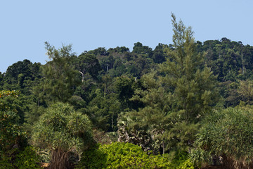 Rainforest at Mu Ko Lanta National Park, Koh Lanta, Krabi, Thailand, Asia