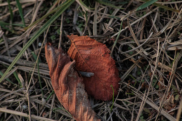 Autumn leaves in a green glass
