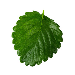 Green Strawberry Leaf isolated over white background