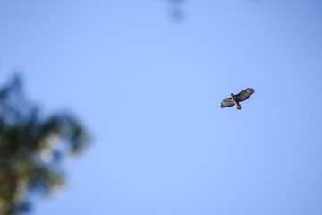 Selective focus photo. Common buzzard bird, Buteo buteo flies above forest.