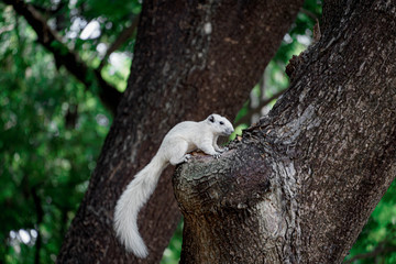 white squirrel clinging to a tree in the city