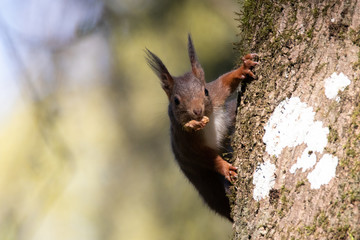 écureuil