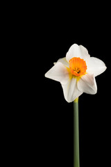 A Daffodil (narcissus) against a black background.