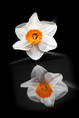 A Daffodil (narcissus) against a black background.