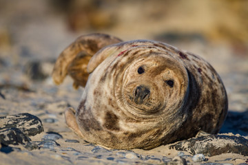 Kegelrobbe (Halichoerus grypus) auf Helgoland