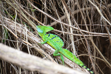 A male green basilisk (aka Jesus Christ lizard) resting on top of a branch