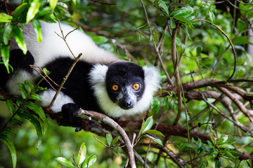 A lemur on a tree, between the foliage in a rainforest in Madagascar