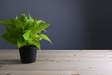 green tree in pot on wood table with isolated background