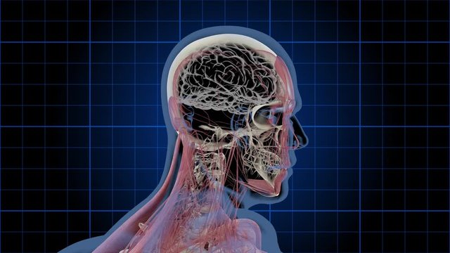 X-ray Man 1005: 3D medical animation of a male head rotating showing the brain, skull, and muscle layers (Loop).