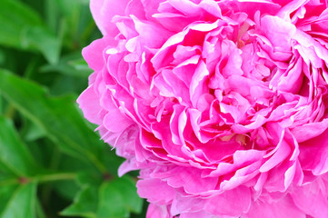 flower peony in full blossom vibrant pink color on a background of green leaves. close up