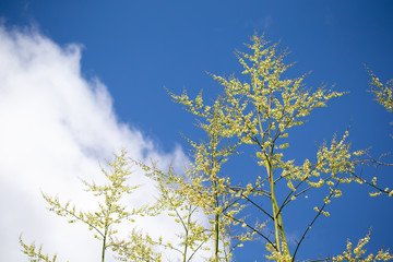 Fototapeta premium The branches of a very tall tree with a beautiful blue sky in the background
