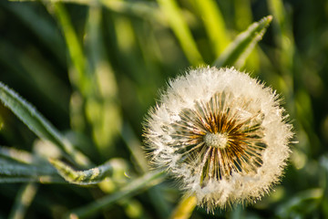 White dandelion flower covered with morning frost 